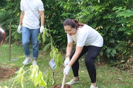 IMG_5030 Image 48 of IMG 5030 2.jpg?auto=format%2Ccompress&fit=crop&ixlib=php 3.3 in Sowing Seeds of Change: Community Tree Plantation Initiative with Cosentino - Cosentino