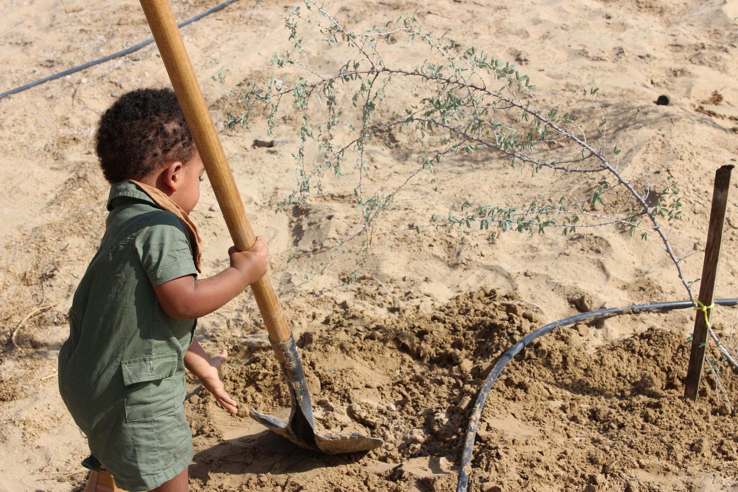 Cosentino Middle East realiza plantio de árvores para celebrar a coleção Silestone® Sunlit Days