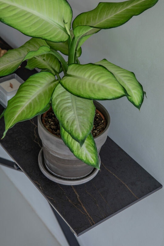 DOM-Zmienny-11 DOM-Zmienny-11